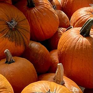 Stapel Kürbisse Ein Stapel Kürbisse